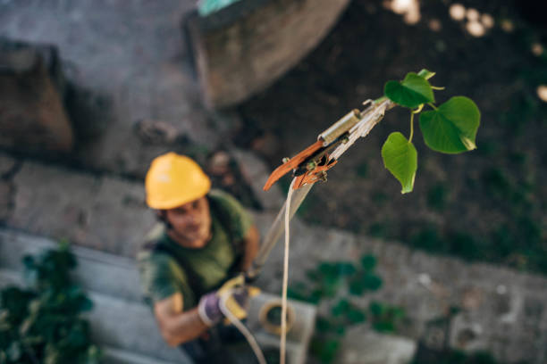 How Our Tree Care Process Works  in  Willow Park, TX