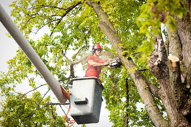 Reliable Willow Park, TX Tree Care Services Solutions